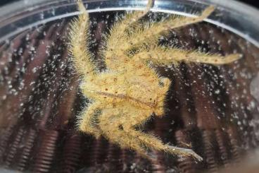 Spinnen und Skorpione kaufen und verkaufen Foto: Heteropoda davidbowie                     