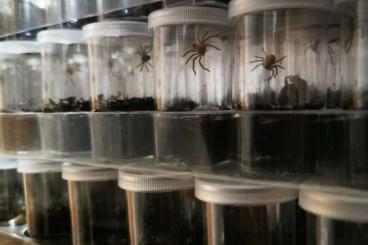Spinnen und Skorpione kaufen und verkaufen Foto: Holconia murrayensis                                                  