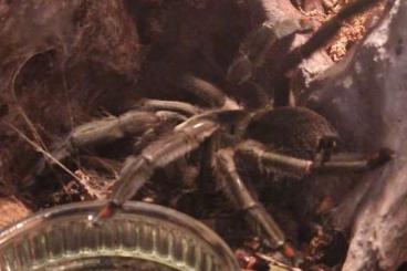 Vogelspinnen kaufen und verkaufen Foto: Psalmopoeus cambridgei 0.1 Weibchen 4 Jahre alt mit Zubehör abzugeben 