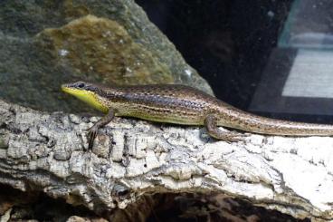 Lizards kaufen und verkaufen Photo: Diverse Echsen und anderes abzugeben!