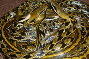 Schlangen kaufen und verkaufen Foto: Gebe Taiwanschönnattern ab, Orthriophis taeniura friesi