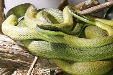 Schlangen kaufen und verkaufen Foto: 1.0 Philodryas baroni adult Schlangen kaufen und verkaufen Foto: 1.0 Philodryas baroni adult