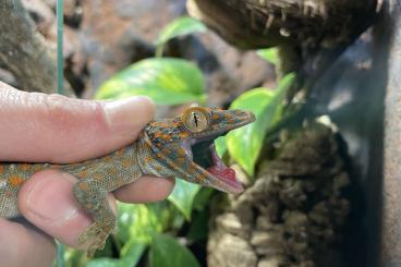 Lizards kaufen und verkaufen Photo: Tribolonotus novaeguineae and Gekko gecko