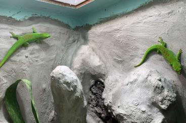 Geckos kaufen und verkaufen Photo: Madagaskar–Taggecko 1.1 und Terrarium 