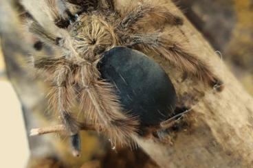 - bird spiders kaufen und verkaufen Photo: Diverse Vogelspinnen Nachzuchten Hamburg
