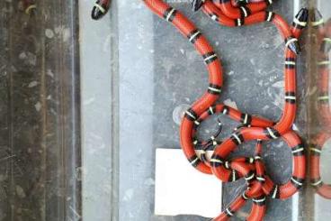 Snakes kaufen und verkaufen Photo: Lampropeltis sinaloe Nachzucht