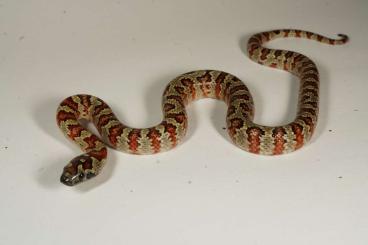 Colubrids kaufen und verkaufen Photo: 3,3 Lampropeltis leonis, NZ 2024