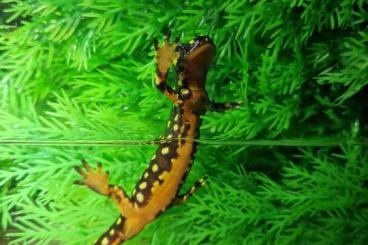 Newts kaufen und verkaufen Photo: Neurergus microspilotus NZ23