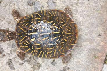 Landschildkröten kaufen und verkaufen Foto: Terrapene Ornata couple trade