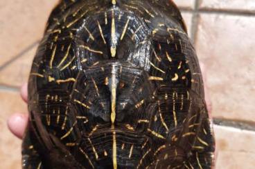 Schildkröten  kaufen und verkaufen Foto: Terrapene Bauri Adult Male