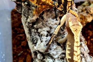 Geckos kaufen und verkaufen Foto: New Caledonian geckos, Hamm 9.9. Row 25