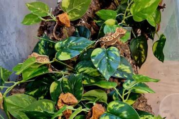 Geckos kaufen und verkaufen Foto: Hamm December 2023 New Caledonian geckos 