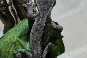 Geckos kaufen und verkaufen Foto: Hamm 9.3. 2024 New Caledonian Geckos