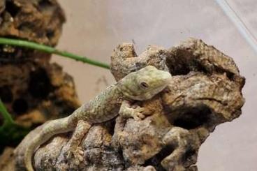 Geckos kaufen und verkaufen Foto: Eurodactylodes agricolae for Hamm 9.3. 2024 row 25