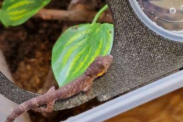 Geckos kaufen und verkaufen Foto: Last chance for Hamm March 2024 New Caledonian Geckos 