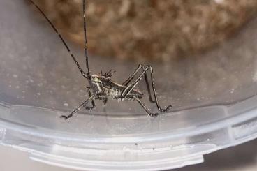 Insekten kaufen und verkaufen Foto: Lesina ensifera Nymphen in N1/N2 Insekten kaufen und verkaufen Foto: Lesina ensifera Nymphen in N1/N2