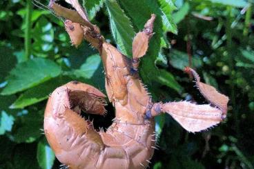 Insekten kaufen und verkaufen Foto: Extatosoma tiaratum Nymphen Insekten kaufen und verkaufen Foto: Extatosoma tiaratum Nymphen