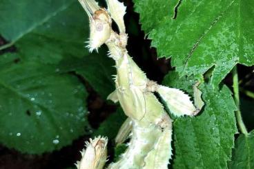 Insects kaufen und verkaufen Photo: Extatosoma tiaratum „Lichen“ Insects kaufen und verkaufen Photo: Extatosoma tiaratum „Lichen“