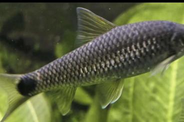 Zierfische kaufen und verkaufen Foto: In gute Hände abzugeben , sind leider zu groß geworden Zierfische kaufen und verkaufen Foto: In gute Hände abzugeben , sind leider zu groß geworden