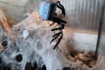 - bird spiders kaufen und verkaufen Photo: Monocentropus balfouri & Python regius