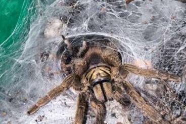 Vogelspinnen kaufen und verkaufen Foto: ENZ 01/25 Neoholothele incei 
