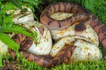 Giftschlangen kaufen und verkaufen Foto: Lachesis melanocephala for sale 