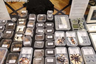 Spinnen und Skorpione kaufen und verkaufen Foto: Spiders and Scorpion for shipping 