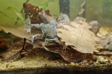 frogs kaufen und verkaufen Photo: Biete Pipa parva große Zuchtgruppe
