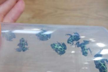 Poison dart frogs kaufen und verkaufen Photo: Ranitomeya variabilis southern 
