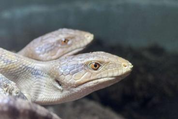 andere Echsen kaufen und verkaufen Foto: Tiliqua scincoides intermedia andere Echsen kaufen und verkaufen Foto: Tiliqua scincoides intermedia
