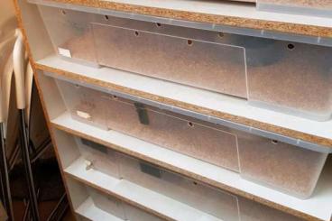 Terrarien kaufen und verkaufen Foto: gebrauchtes Rack mit 6 Boxen (78/56/18)