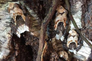 frogs kaufen und verkaufen Photo: Theloderma asperum Rauer Flechtenmoosfrosch