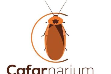 Insekten kaufen und verkaufen Foto: many roach species for Hamm, preorders only