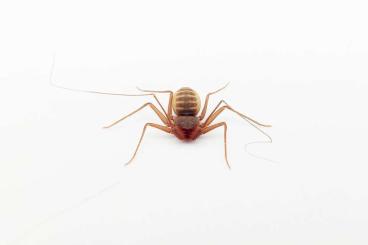 echte Webspinnen kaufen und verkaufen Foto: Charinus acosta - dwarf whip spider