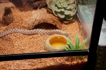 Snakes kaufen und verkaufen Photo: 1.0 Heterodon nasicus DNZ 24