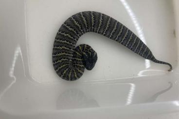 Venomous snakes kaufen und verkaufen Photo: 0,2 Acantophis rugosus, Merauke, cb23