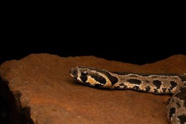 Snakes kaufen und verkaufen Photo: 1,1 Daboia palaestinae cb24