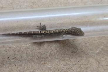 Geckos kaufen und verkaufen Foto: Jungferngecko Lepidodactylus lugubris Geckos kaufen und verkaufen Foto: Jungferngecko Lepidodactylus lugubris
