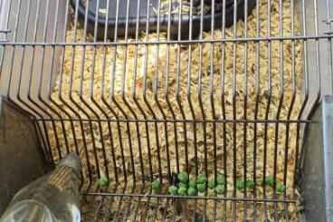 Feeder animals kaufen und verkaufen Photo: Ratten inkl T4 Box zu verkaufen 