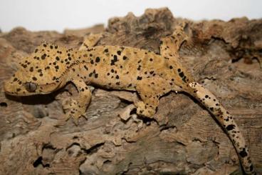 Geckos kaufen und verkaufen Foto: 0.1 Superdal 27g Correlophus ciliatus Kronengecko