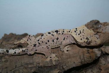 Geckos kaufen und verkaufen Photo: 1.0 Red Inkspot Superdal 18g Correlophs ciliatus Kronengecko