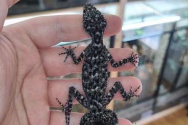 Geckos kaufen und verkaufen Foto: Phyllurus amnicola Pair/Males Geckos kaufen und verkaufen Foto: Phyllurus amnicola Pair/Males