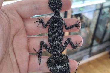 Geckos kaufen und verkaufen Foto: Phyllurus amnicola 3.1 Houten Geckos kaufen und verkaufen Foto: Phyllurus amnicola 3.1 Houten