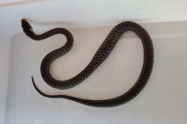 Colubrids kaufen und verkaufen Photo: 1,1 Zamenis longissimus NZ24 Colubrids kaufen und verkaufen Photo: 1,1 Zamenis longissimus NZ24