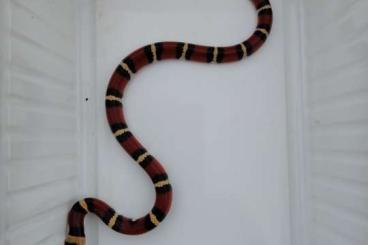 Colubrids kaufen und verkaufen Photo: 0,1 Lampropeltis triangulum annulata apricot NZ 24 Colubrids kaufen und verkaufen Photo: 0,1 Lampropeltis triangulum annulata apricot NZ 24