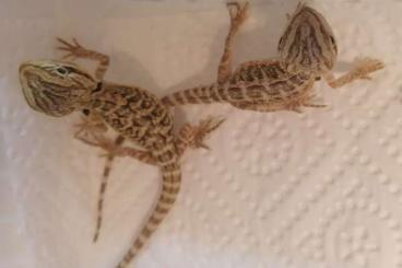 Bartagamen kaufen und verkaufen Foto: NZ Pogona vitticeps / Bartagame