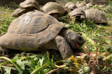 Tortoises kaufen und verkaufen Photo: Groupe reproducteur Hermann boettgeri 