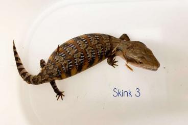 Skinke kaufen und verkaufen Foto: Tiliqua scincoides intermedia babies - Northern blue tongue skinks