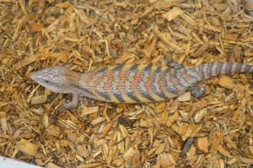 Lizards kaufen und verkaufen Photo: Tiliqua scincoides intermedia babies