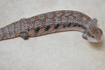 Echsen  kaufen und verkaufen Foto: Northern Blue Tongue Skink Adults (Unsexed) - BARGAIN!!! £150